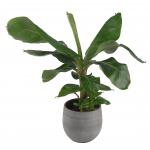Bananenplant Musa dwarf cavendish XS kamerplant in esra mystic grey bloempot